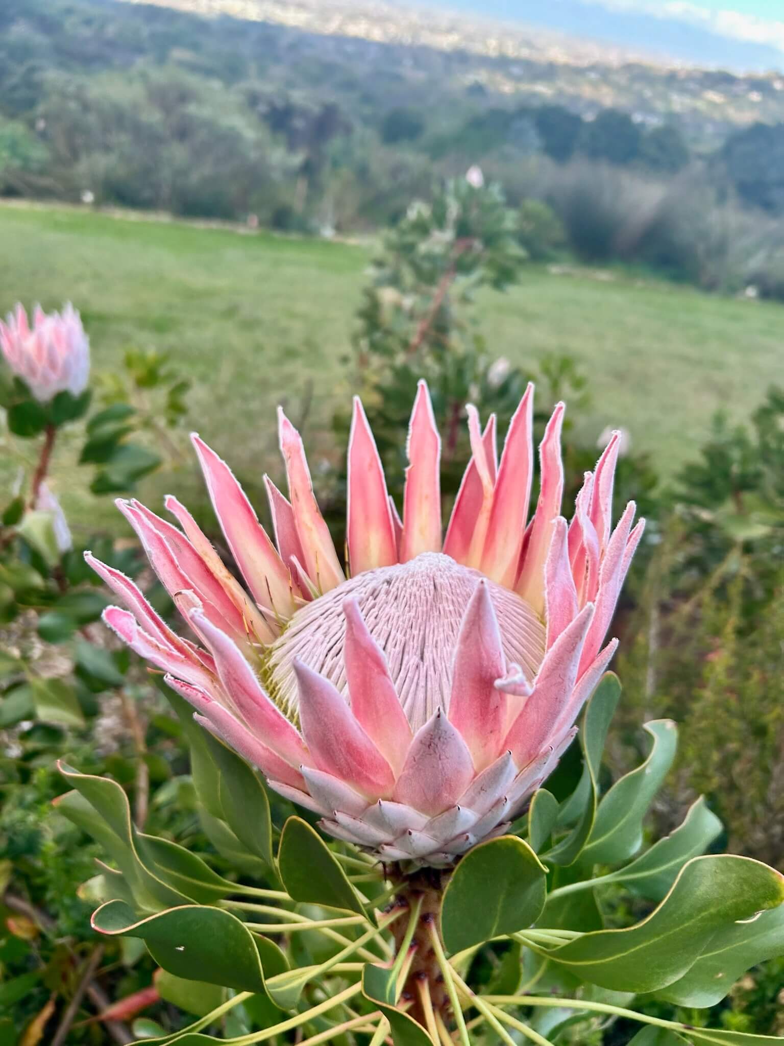 A King Protea