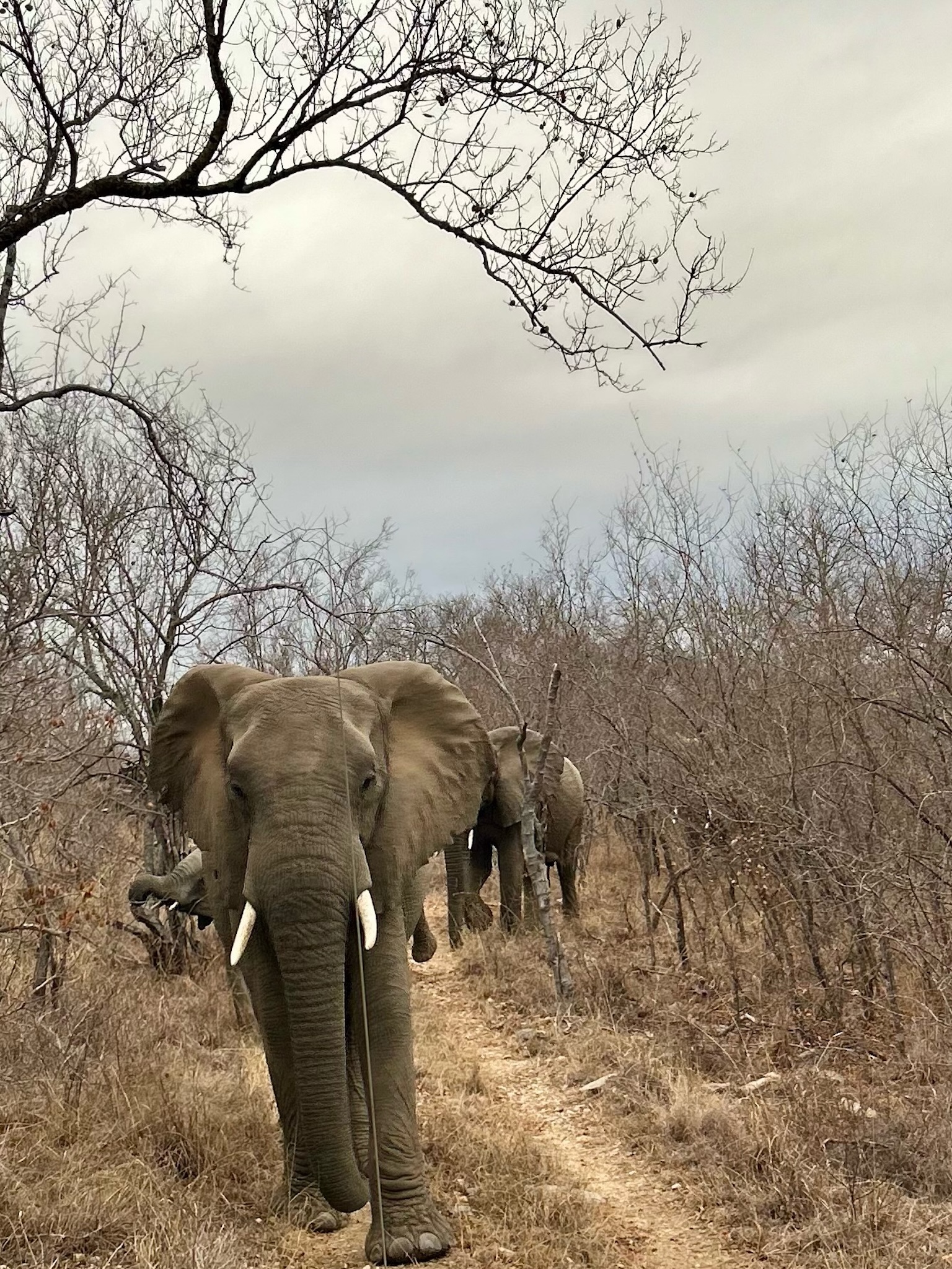 An elephant staring us down