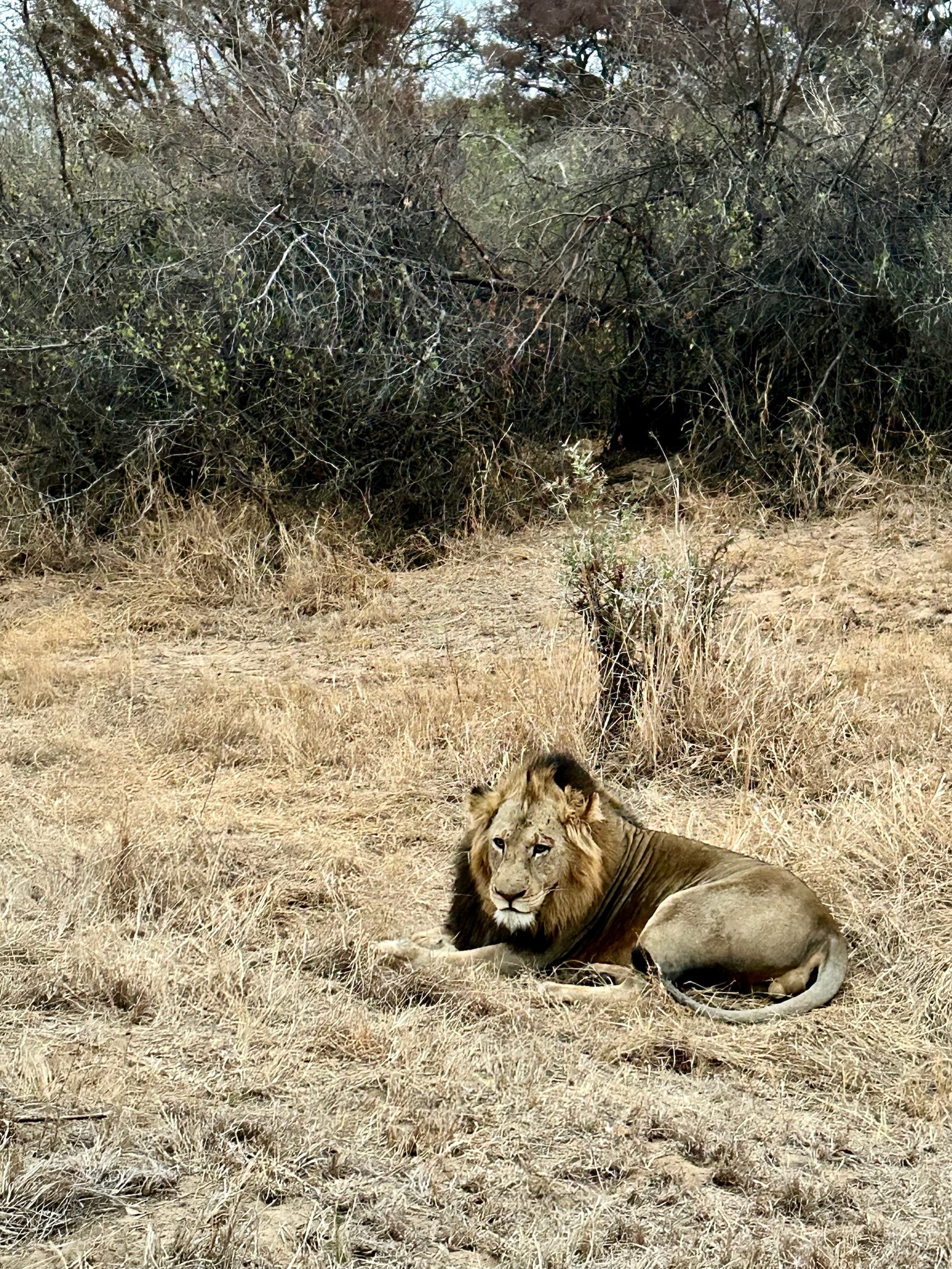 A lion lying in the grass