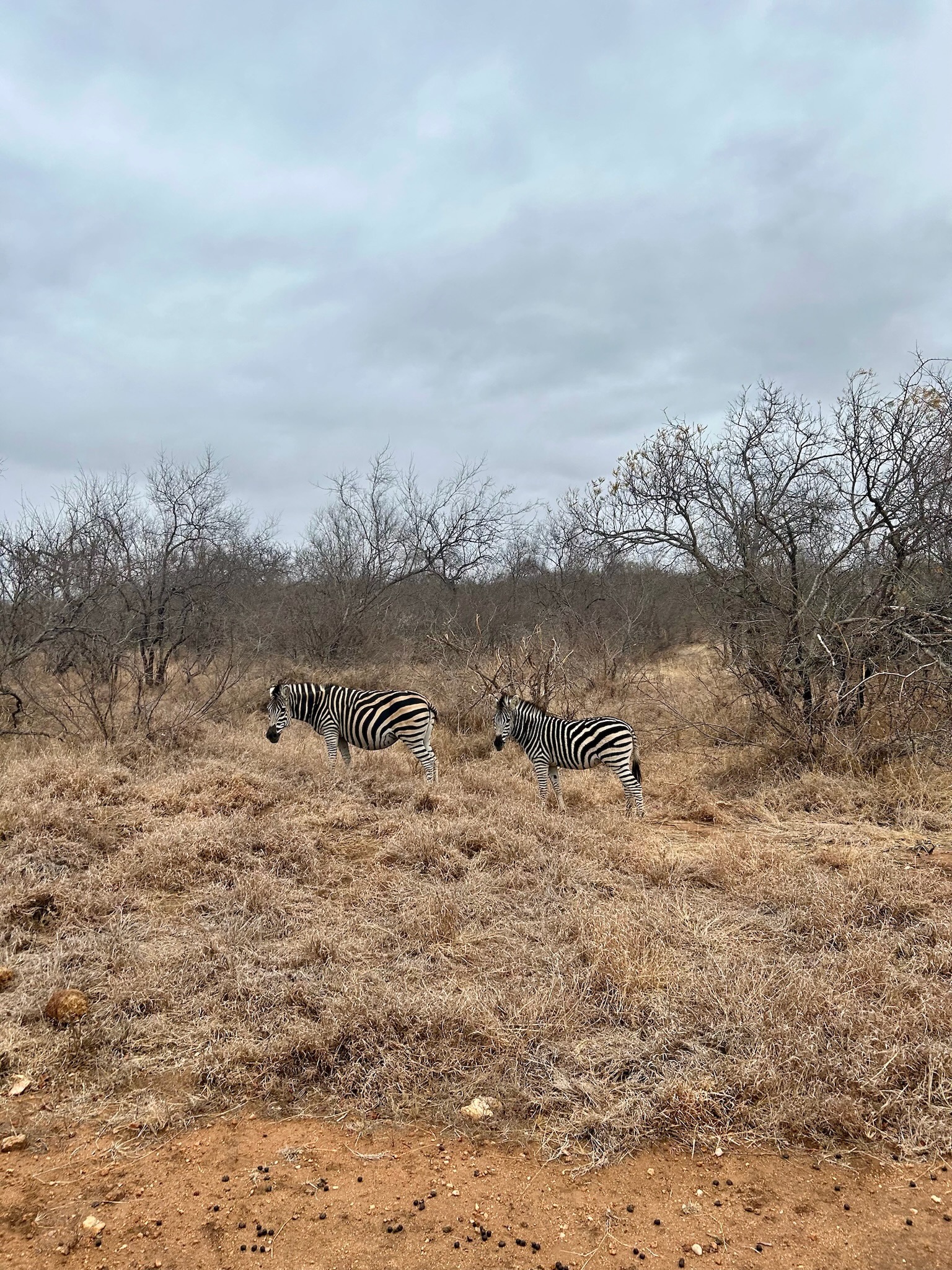 Two zebras standing in the grass