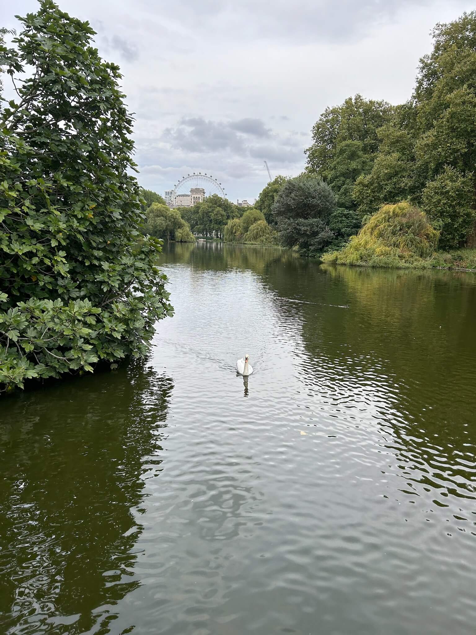 Swan in St. James's Park